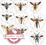 Scientific lot no. 22A Diptera (Asilidae) (9 pcs)