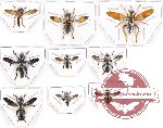 Scientific lot no. 21A Diptera (Asilidae) (9 pcs)