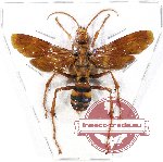 Scientific lot no. 154 Hymenoptera (Pompylidae sp.) (1 pc A2)