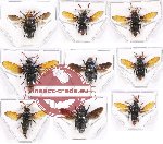 Scientific lot no. 219A Hymenoptera (Megachile spp.) (9 pcs)
