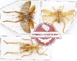 Scientific lot no. 27 Orthoptera (3 pcs A2)