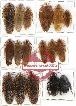 Scientific lot no. 17 Blattodea (17 pcs A, A-, A2)