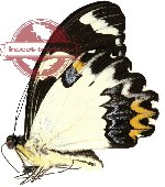 Papilio euchenor ssp. naucles (A2B)