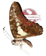 Graphium macferlanei ssp. macferlanei