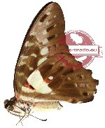 Graphium macferlanei ssp. macferlanei