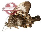 Papilio peranthus ssp. kransi (A-)