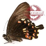 Papilio polytes messius (A-)
