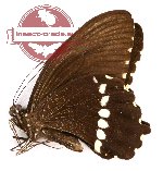 Papilio polytes messius