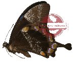 Papilio ulysses ssp. penelope (A-)
