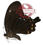 Papilio fuscus ssp. thomsoni (A-)