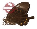 Papilio fuscus ssp. thomsoni (A2)