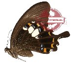 Papilio fuscus ssp. lapathus