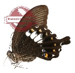 Papilio fuscus ssp. lapathus