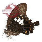 Papilio fuscus ssp. lapathus (A2)