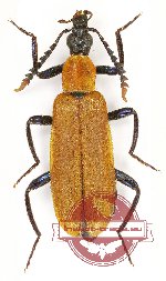 Prionoceridae sp. 3