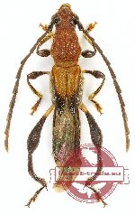 Merionoeda cariniger Holz., 2008