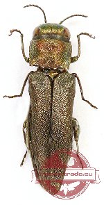 Agrilus roscidus