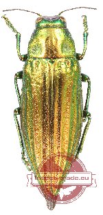 Chrysodema wallacei