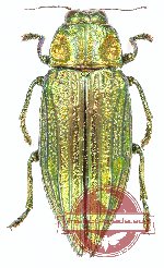 Chrysodema (Pseudochrysodema) sp. 27