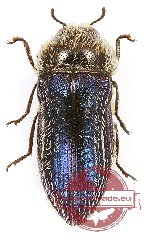 Acmaeodera boryi