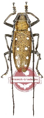 Batocera laena ssp. (A-)
