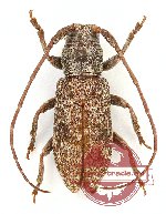 Lamiinae sp. 38