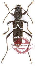 Perissus mimicus Gr. + Rd., 1970