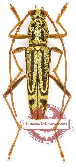 Demonax gracilestriatus Gr. + Rd. 1970