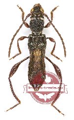 Epania finitima Holz., 2007