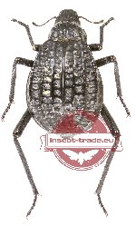 Tenebrionidae sp. 85A