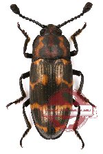 Erotylidae sp. 3