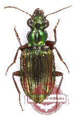 Catascopus (s.str.) elegans Weber, 1801