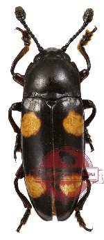 Erotylidae sp. 4