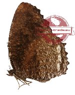 Elymnias kamara ssp. exclusa