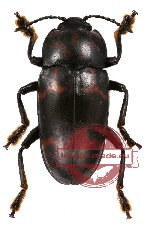 Erotylidae sp. 5