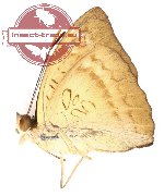 Euthalia monina sramana (A2)