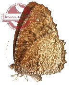 Elymnias kamara ssp. exclusa (A2)