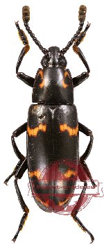 Erotylidae sp. 6