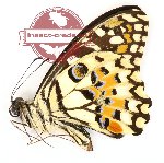 Papilio demoleus (A-)