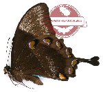 Papilio ulysses autolycus