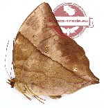 Zeuxidia doubledayi doubledayi (gA2)