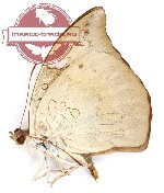 Euthalia anosia ssp. anosia Moore, 1858 (A2)