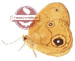 Fanius saifuliana (A2)