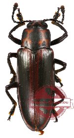 Erotylidae sp. 8