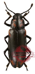 Erotylidae sp. 9