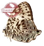 Prothoe franck ssp. phameralis (A2)