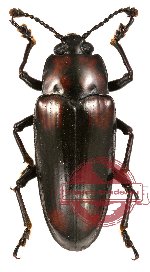 Erotylidae sp. 11