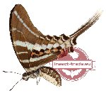 Graphium rhesus ssp. rhesus