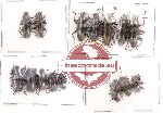 Scientific lot no. 1 Erotylidae (15 pcs)