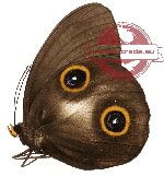 Taenaris urania urania (A-)